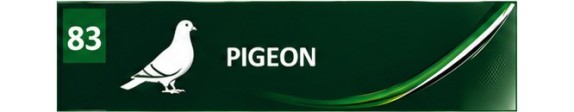 Pigeon